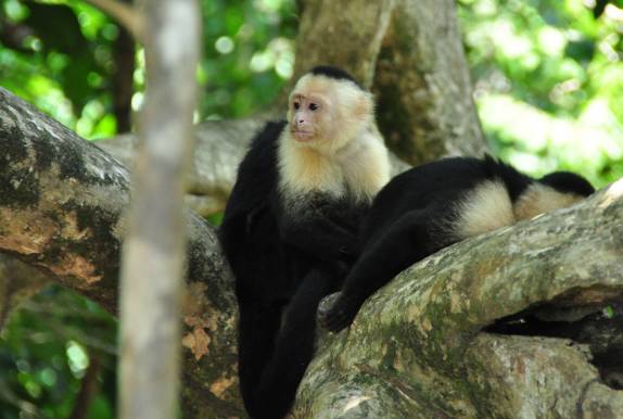 Macacos descansam um pouco no Parque Nacional de Manuel Antonio, no litoral do Oceano Pacífico, na Costa Rica